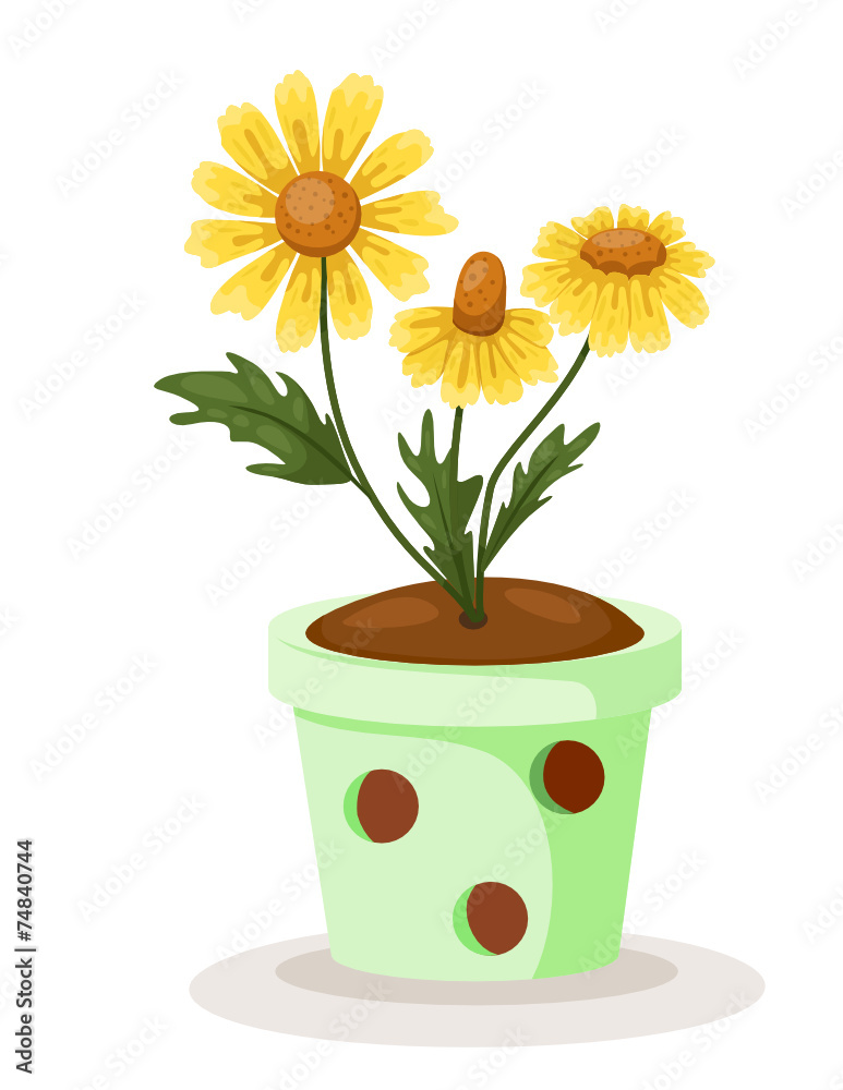 Daisy Daisy
