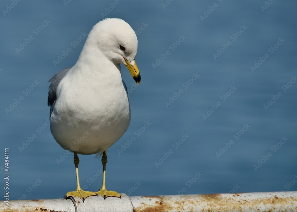 Obraz premium Ring-billed Seagull Perched