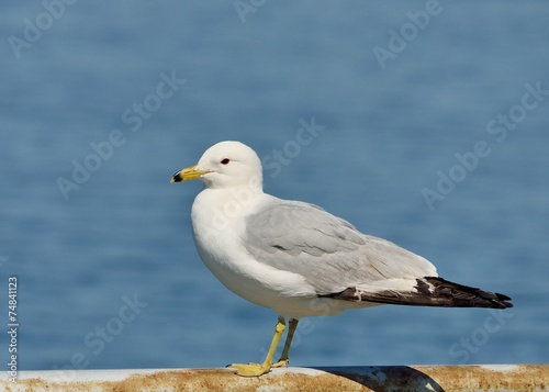 Ring-billed Seagull Perched