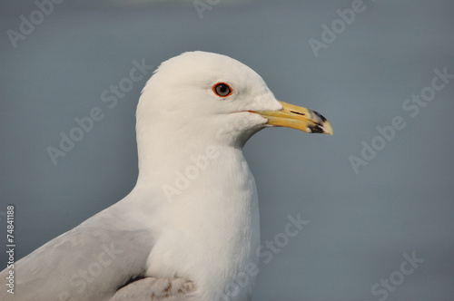 Ring-billed Seagull