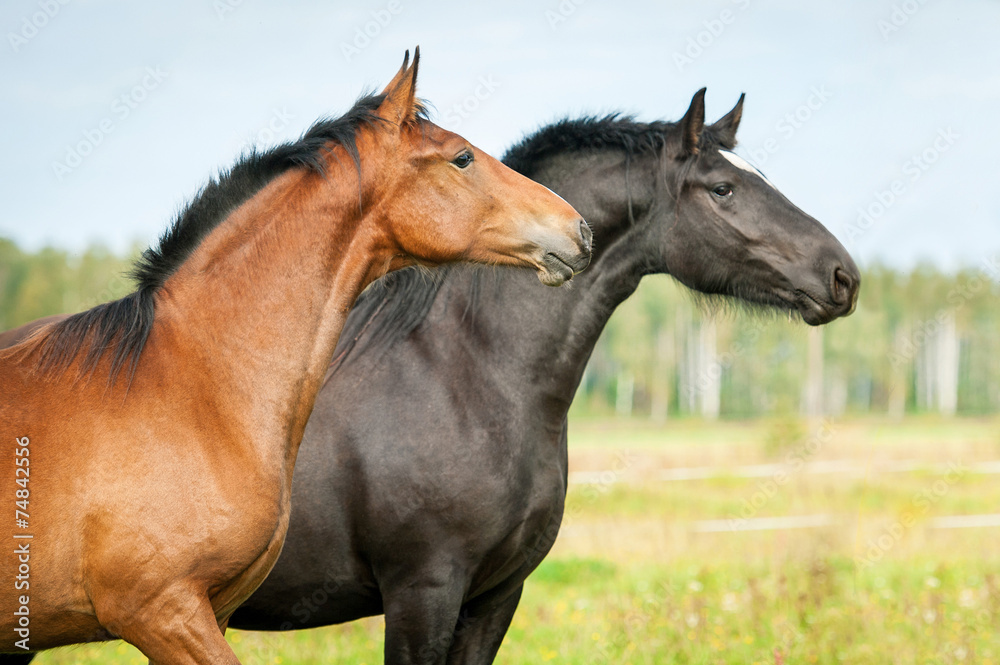 Portrait of two young horses on the pasture