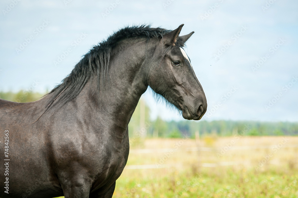 Portrait of beautiful black horse Portrait of beautiful black horse