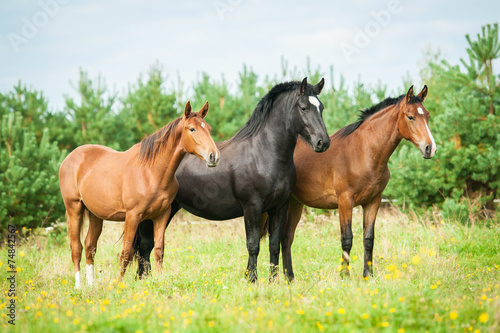 Three beautiful horses standing on the field in summer © Rita Kochmarjova
