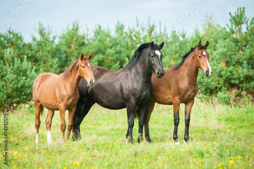 Three horses standing on the pasture in summer © Rita Kochmarjova