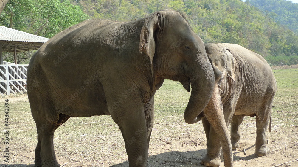 Fototapeta premium Eléphants Asie blessés