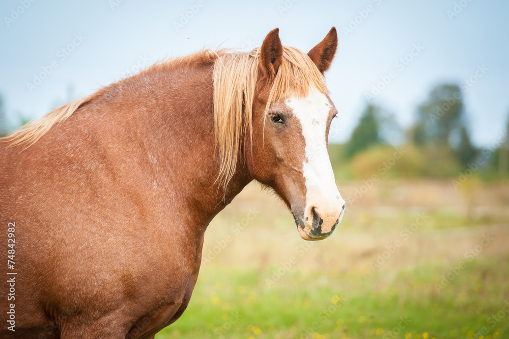 Portrait of beautiful lithuanian heavy draft horse Portrait of beautiful lithuanian heavy draft horse