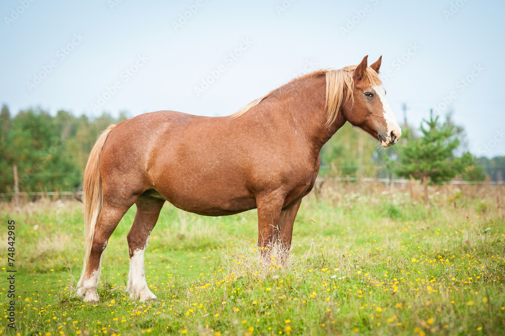 Beautiful lithuanian heavy draft horse standing on the pasture Beautiful lithuanian heavy draft horse standing on the pasture