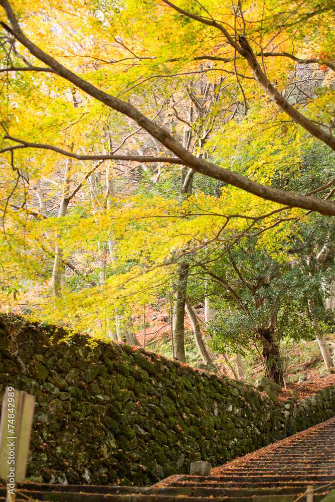Naklejka premium 秋と紅葉 