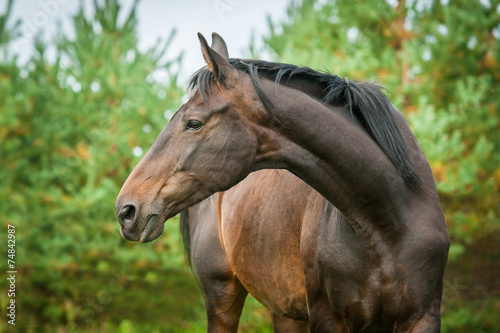 Portrait of bay horse with long beautiful neck © Rita Kochmarjova