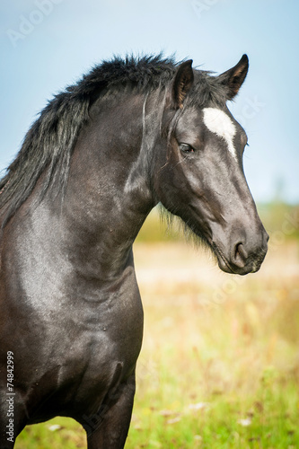 Fototapeta Naklejka Na Ścianę i Meble -  Portrait of beautiful black horse