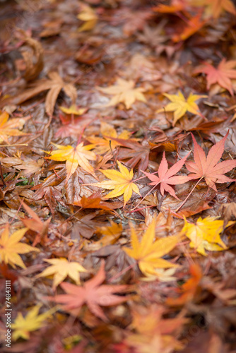 秋と紅葉 