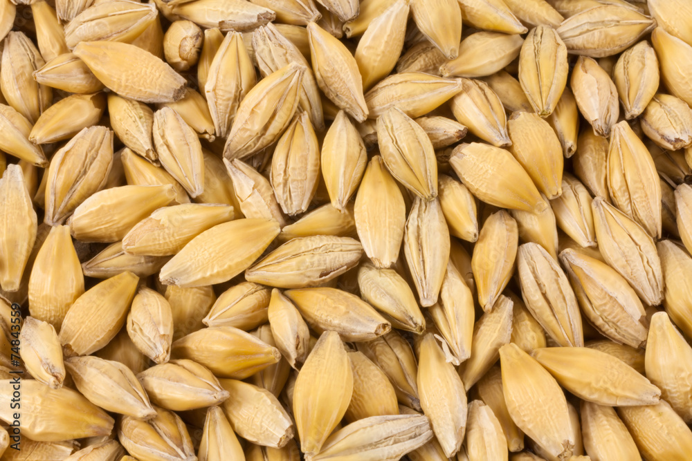 Natural oat grains background, closeup Natural oat grains background, closeup