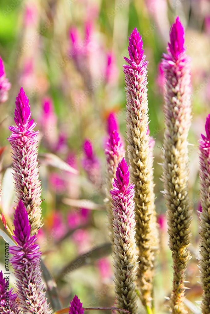 Obraz premium A flower of weed grass with sun light