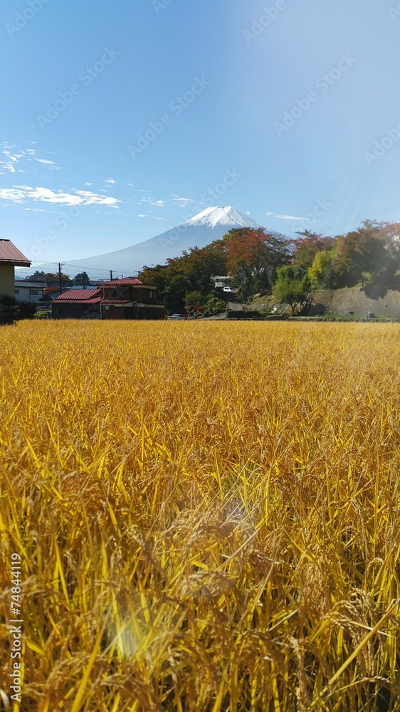 Brown rice field with mt.fuji background Brown rice field with mt.fuji background