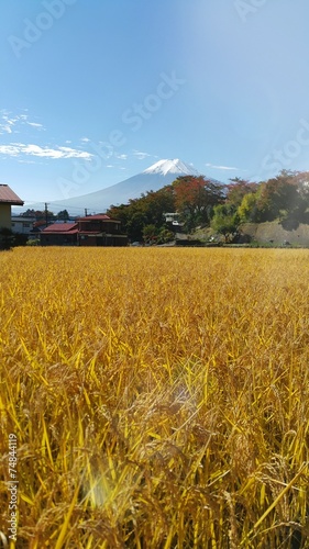 Brown rice field with mt.fuji background