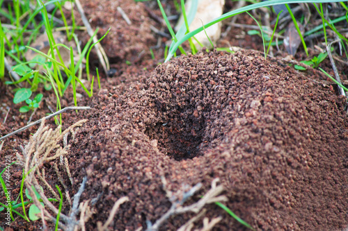 anthill close up