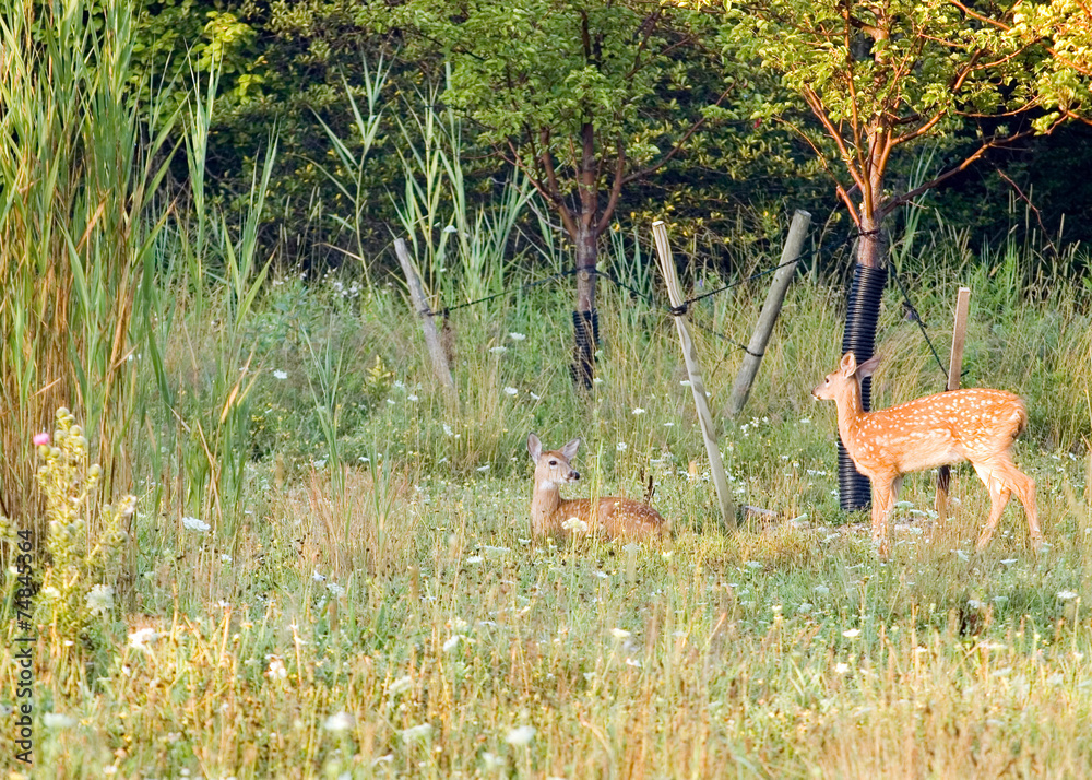 Whitetail Deer Fawn