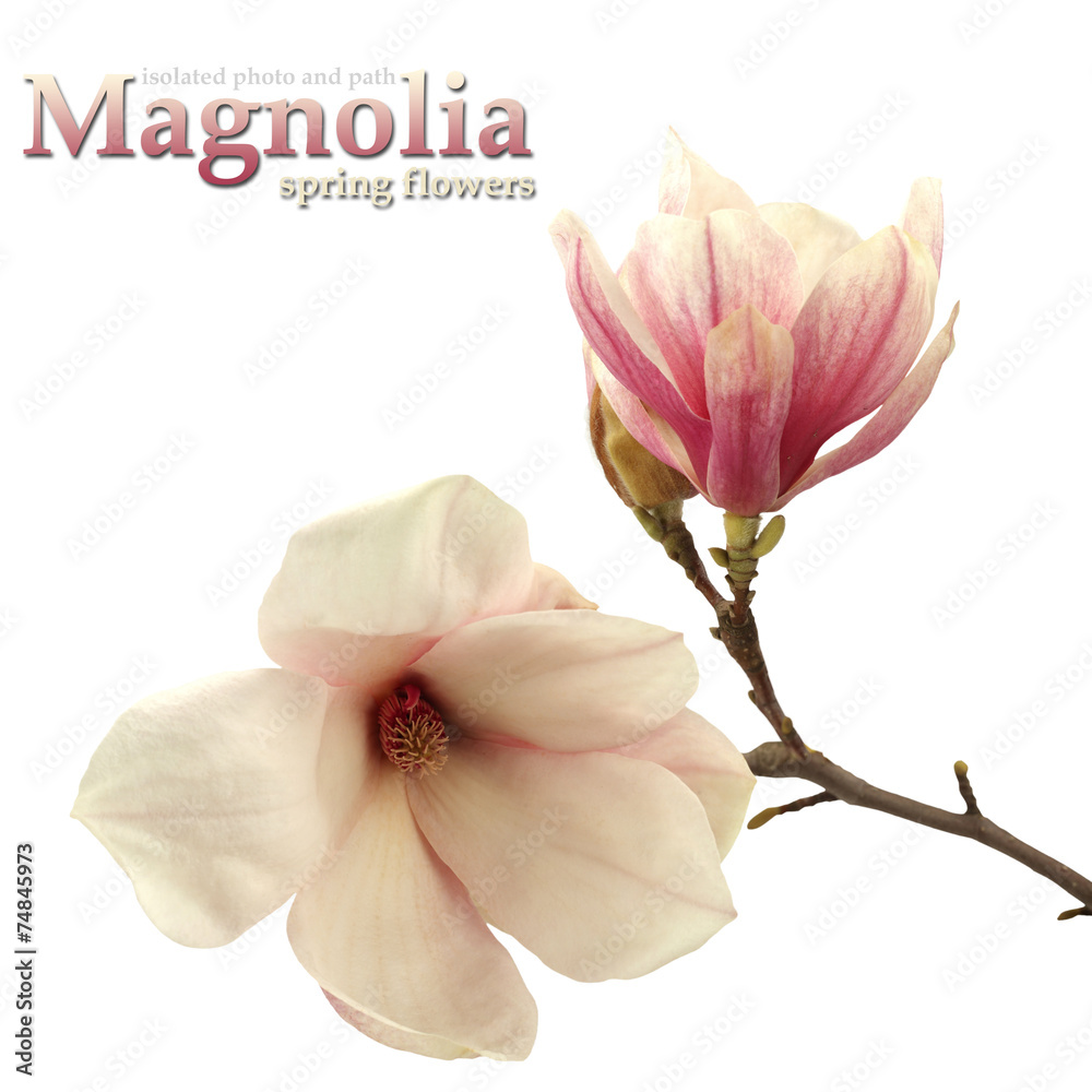 Fototapeta premium magnolia