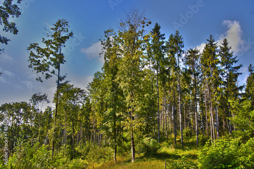 Forest Edge photo