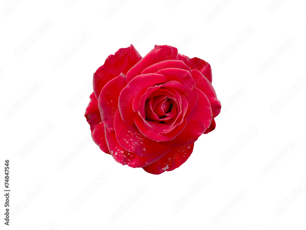 Red Rose with drops of dew isolated on white background Red Rose with drops of dew isolated on white background