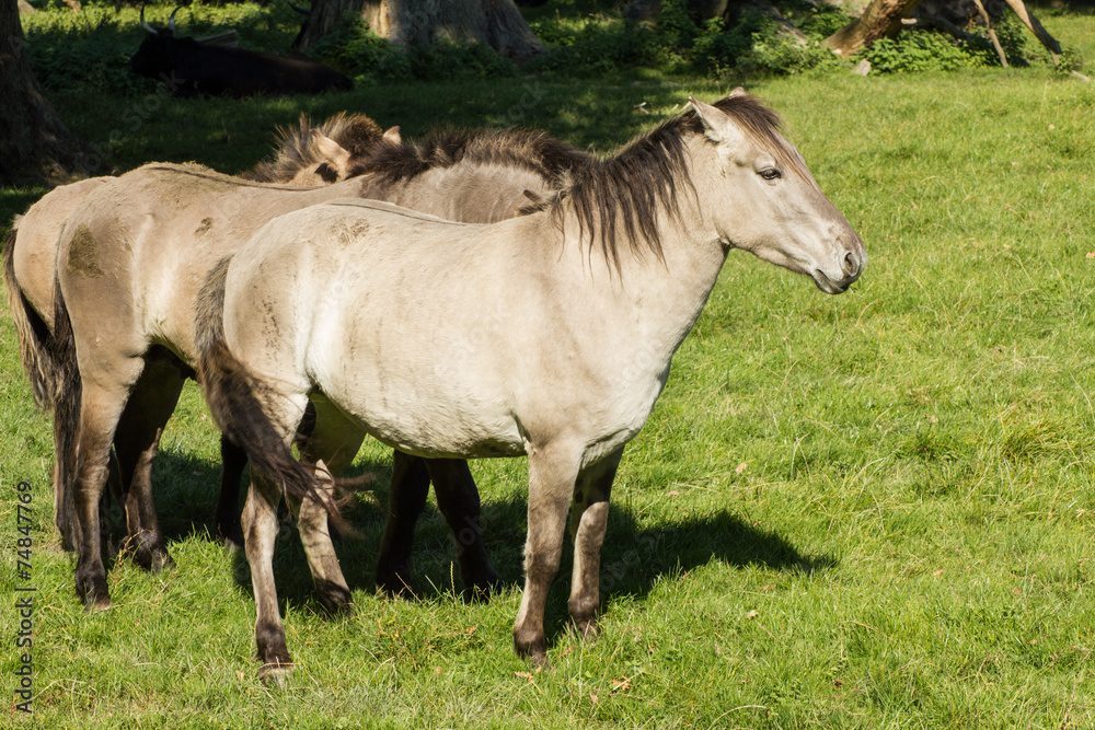 Das Tarpan-Pferd