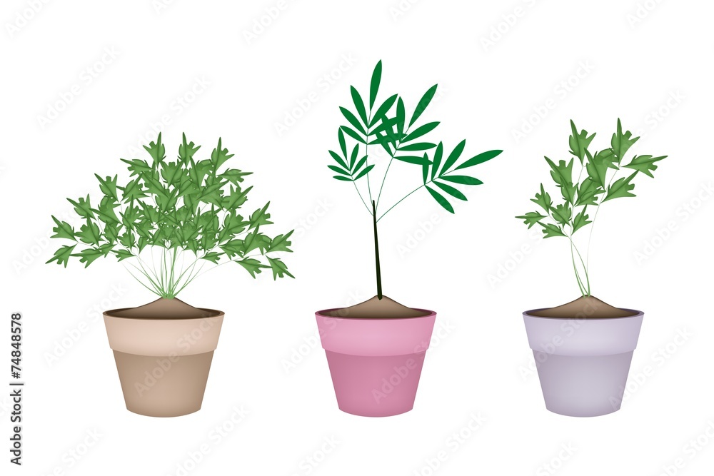 Green Parsley Plant in Ceramic Flower Pots Green Parsley Plant in Ceramic Flower Pots