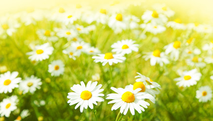 Papier peint photo Marguerites Champ de marguerites en fleurs  © Arcady
