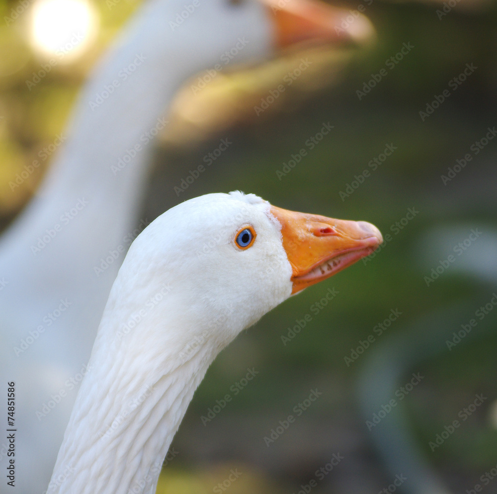 Fototapeta premium Goose portrait
