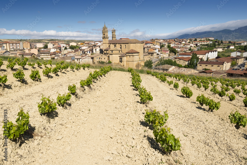 Vineyard and town of Elciego, Rioja Alavesa (Spain)