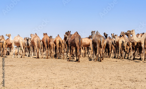 Herd of Indian Camels, Camelus dromedarius, © srijanroyc