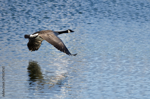 Canada Goose Flying Over the Lake © rck