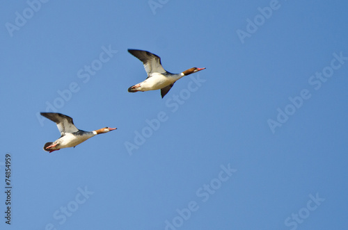 Two Female Common Mergansers Flying Over the Marsh