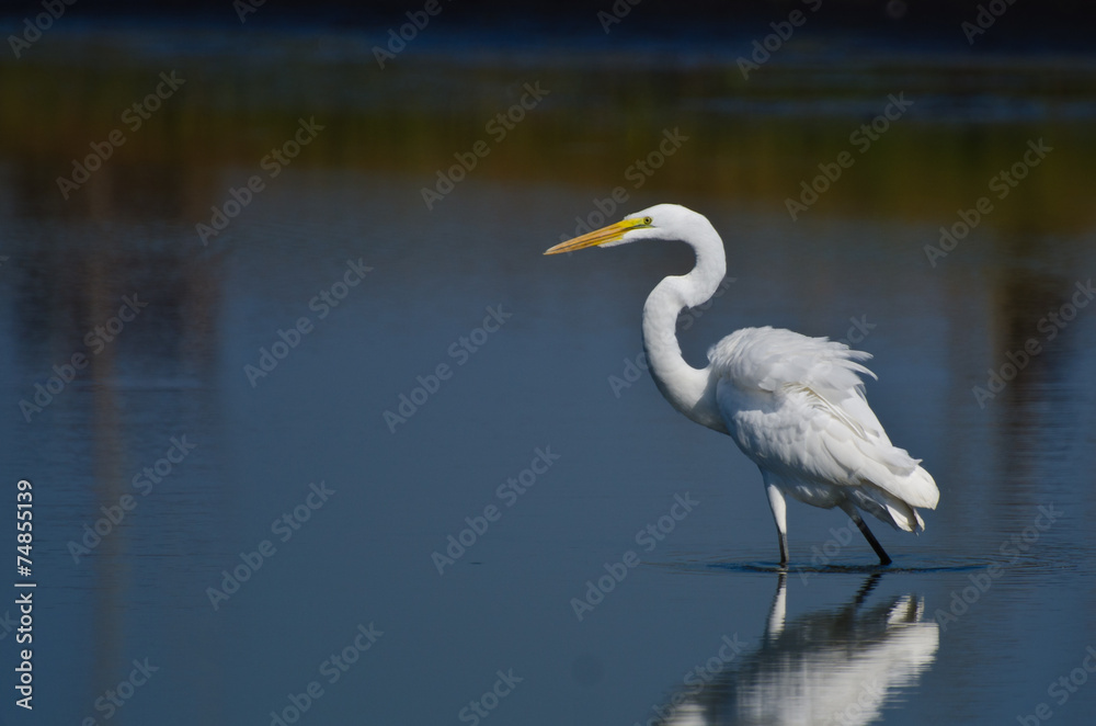 Great Egret Hunting for Fish