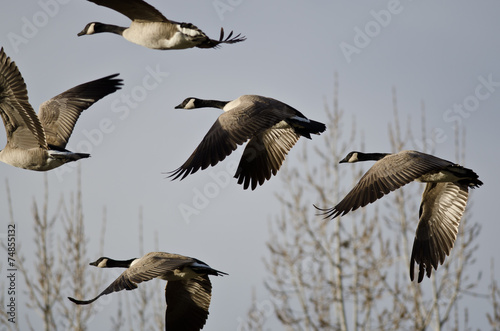 Canada Geese Flying Across the Autumn Woods