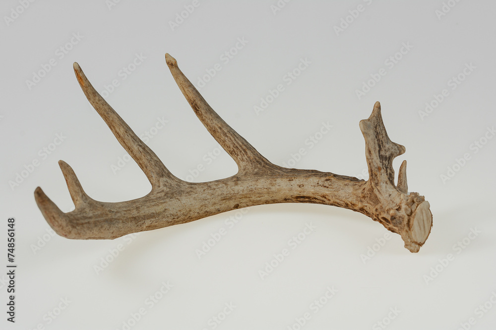 Obraz premium Isolated Deer Antler