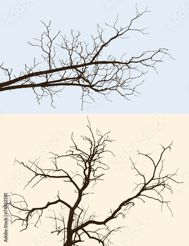 branches silhouettes