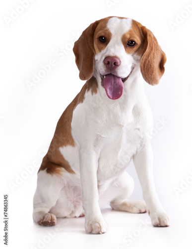 Obraz w ramie beagle dog
