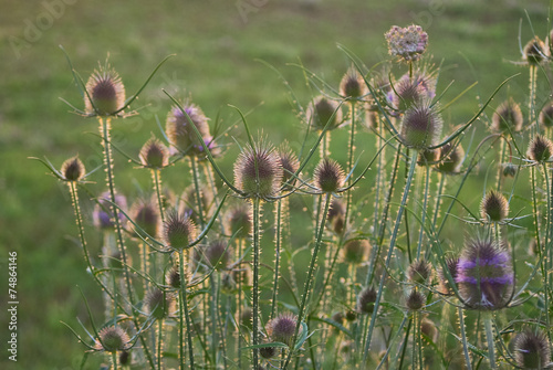 cardo dei lanaioli (Dipsacus fullonum) photo
