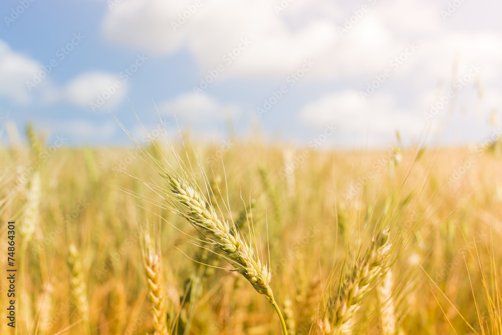 Wheat Farm Wheat Farm