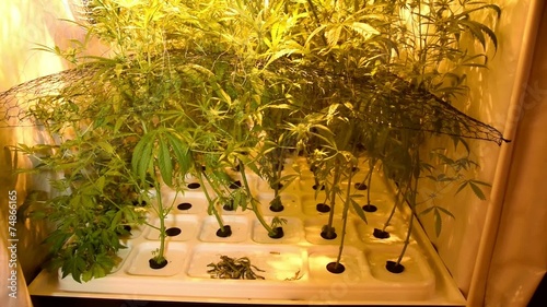 Cannabis sativa indoor