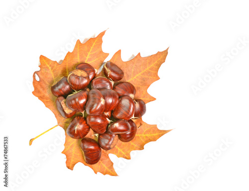 chestnut chesnut autumn yellow leaf background