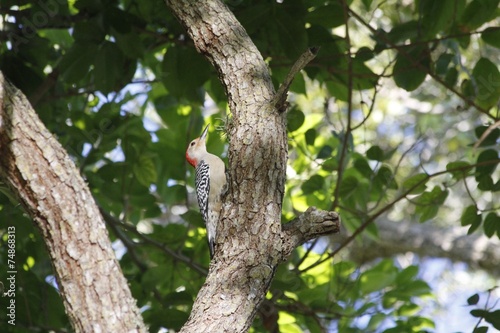Woodpecker bird