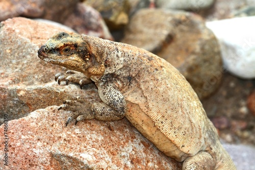 Chuckwalla (Sauromalus obesus) photo