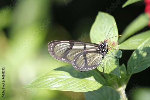 Glasswinged butterfly - greta oto