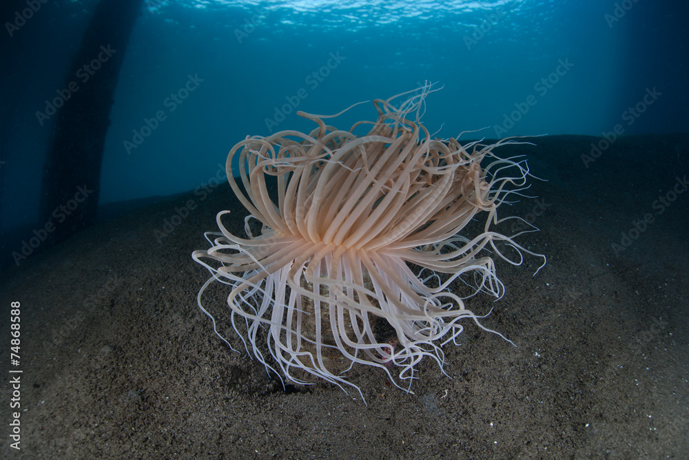 Obraz premium Tube Anemone Under Pier