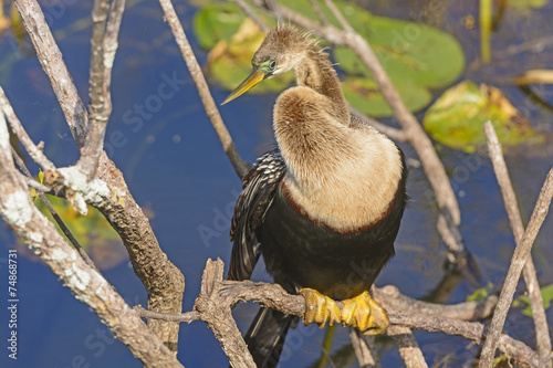 Female Anhinga in the Everglades photo
