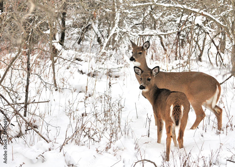 Whitetail Deer Yearling Whitetail Deer Yearling