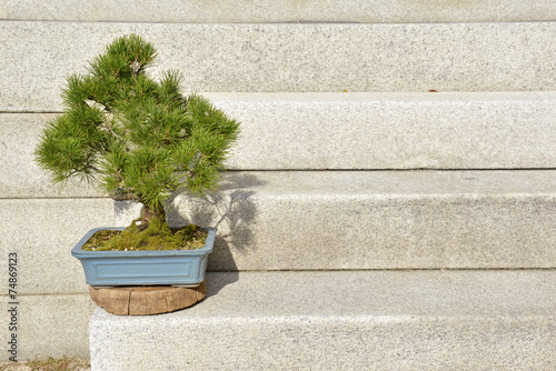 Bonsai tree in container on steps