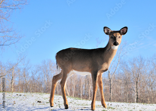Obraz na płótnie Whitetail Deer Yearling