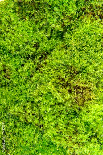 Green moss isolated
